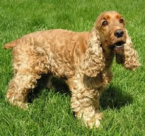English Cocker Spaniel