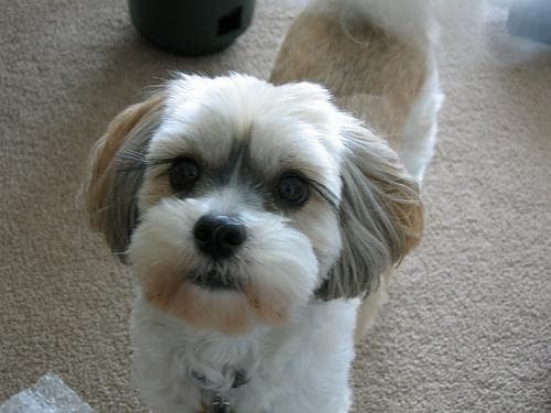 Lhasa Apso