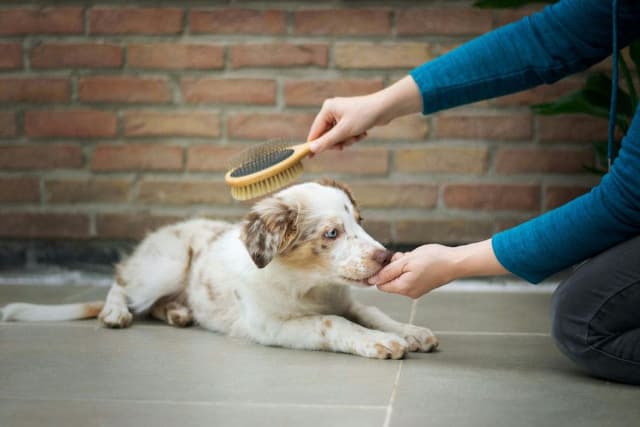 From Fluff to Fab: The Importance of Cleaning and Grooming Your Pup