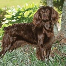 Boykin Spaniel