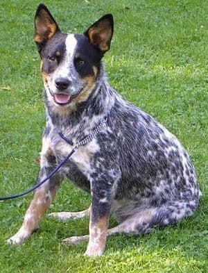 Australian Cattle Dog