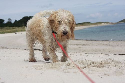 Petit Basset Griffon Vendéen