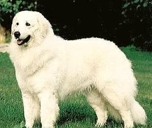 Kuvasz