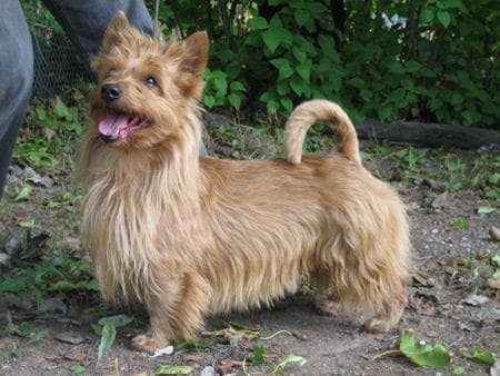 Australian Terrier