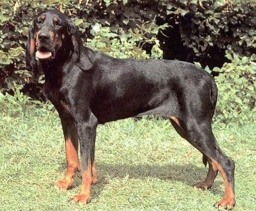 Black and Tan Coonhound