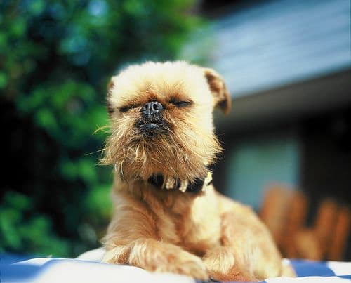 Brabancon Griffon