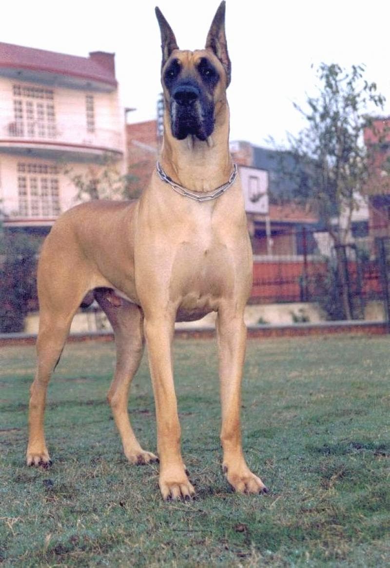 Great Dane