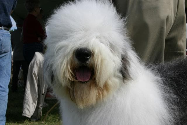 Old English Sheepdog