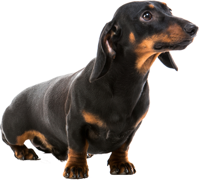 Picture of a puppy on a colored square with rounded corners